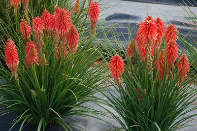 Kniphofia